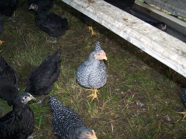 Broilers - nearly 2 months rooster3 crop June 2019.jpg