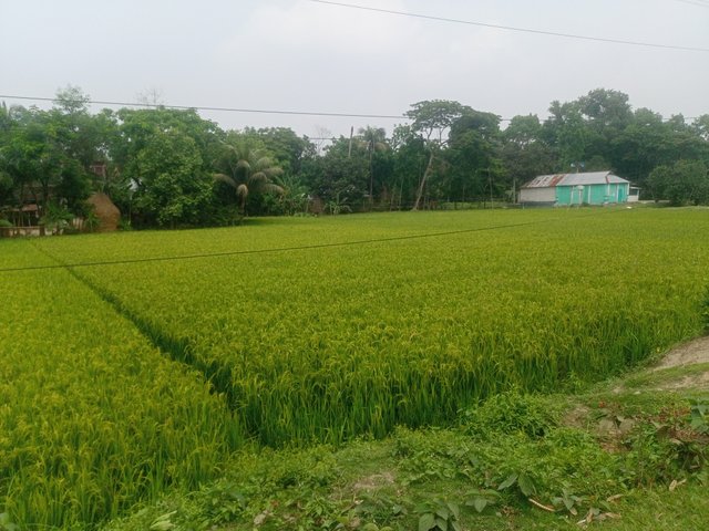 IMG20250420124450.jpg