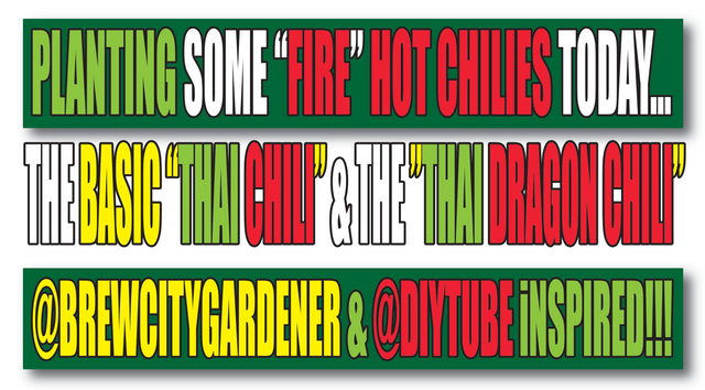 Planting Thai & Thai Dragon Chilies Today in My Garden.png