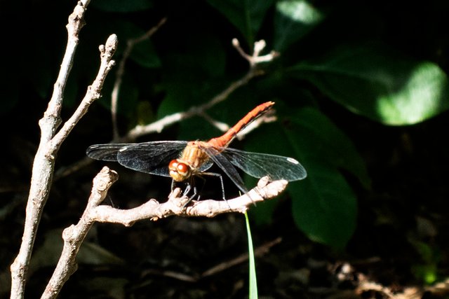 DragonFly_2.jpg