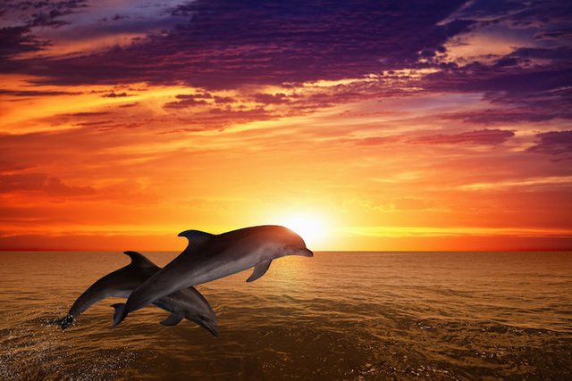 Dolphin-Spirit-Animal-2.jpg