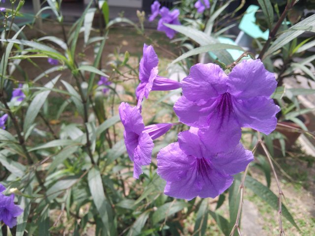 IMG_20250601_122328.jpg