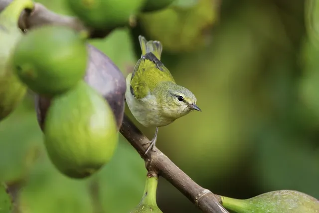 tennessee-warbler-7531265_1280.webp