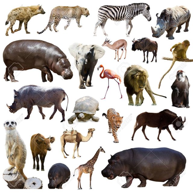 41937810-set-of-hippopotamus-and-other-african-animals-isolated-over-white.jpg
