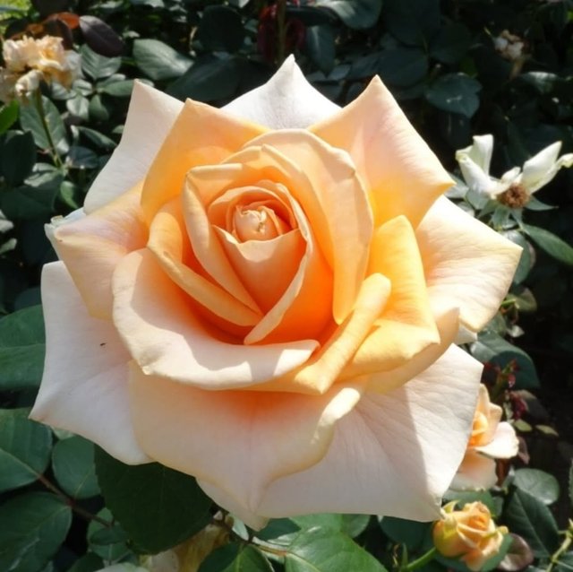 IMG_20250612_194836.jpg