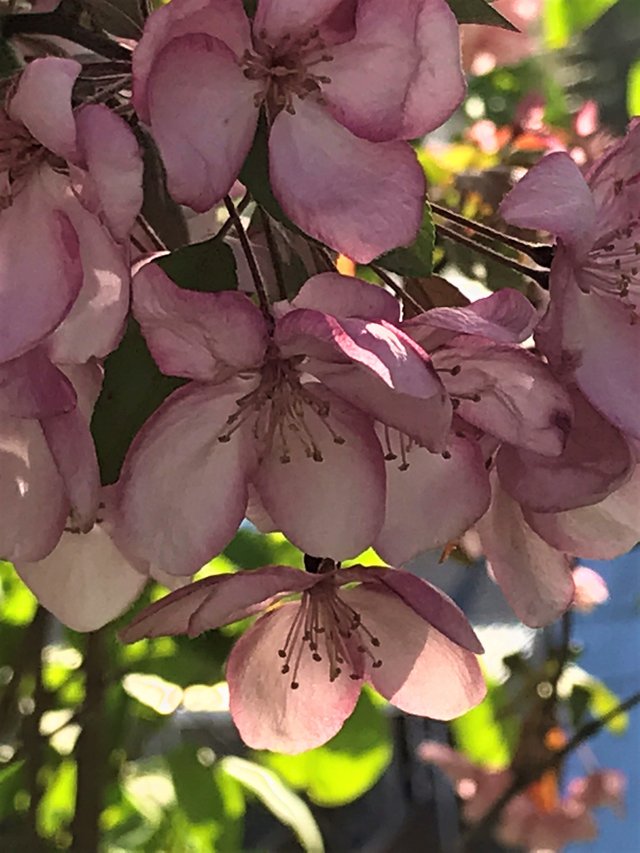 Tree blossoms purple.jpeg