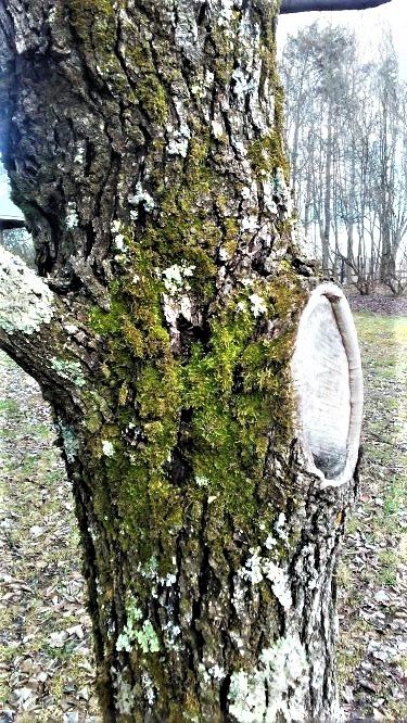 trunk knot moss lichen.jpg