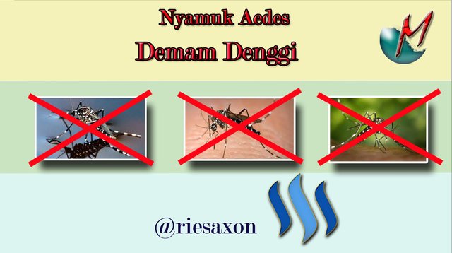 denggi.jpg