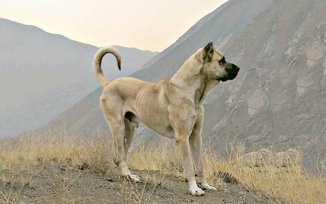 Sarabi-dog.jpg