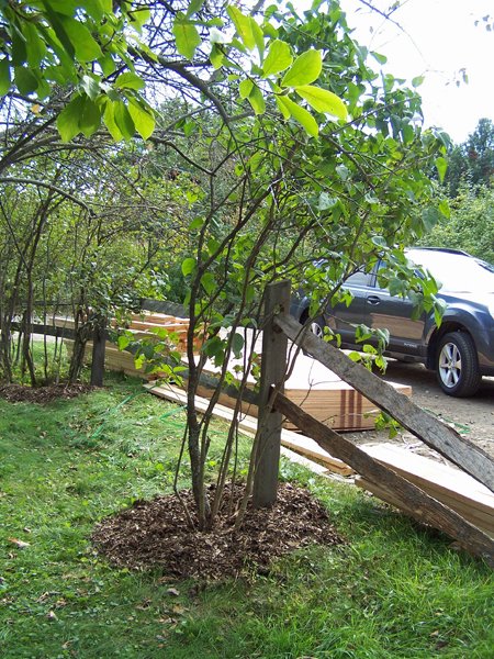 White lilac - mulched crop September 2019.jpg