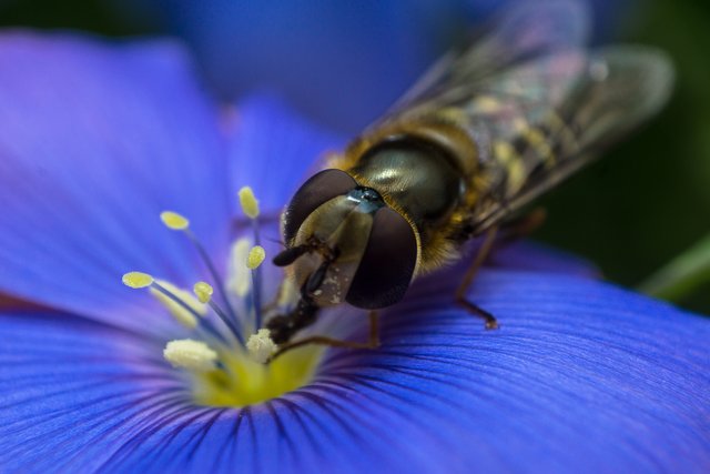 12-06-2018-hoverfly-on-blue-flower-04482.jpg