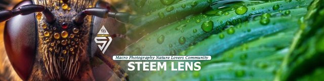 banner-steem-lens.jpg