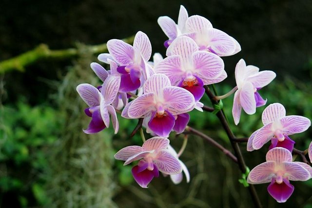 Orkid plant-3.JPG