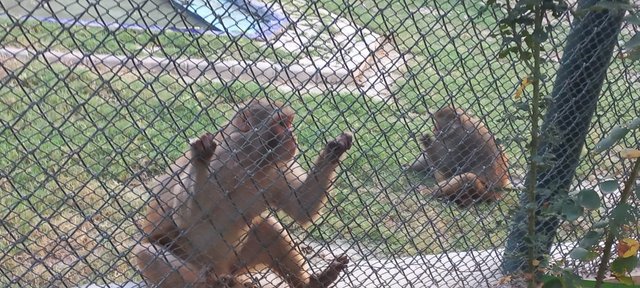 Monkeys.jpeg