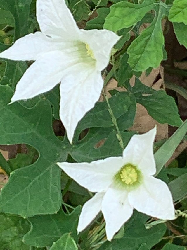 white flower1.jpg
