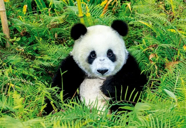 Oso-panda-1.jpg.webp