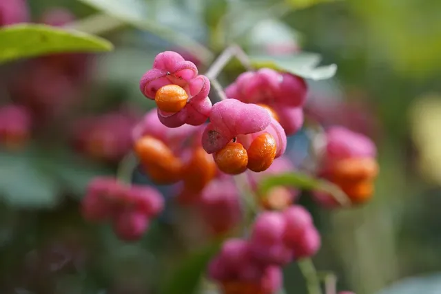 euonymus-europaeus-8353310_1280.webp