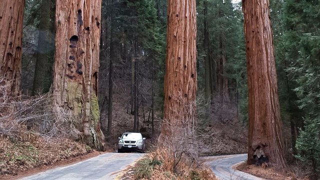 giant_sequoia.jpg