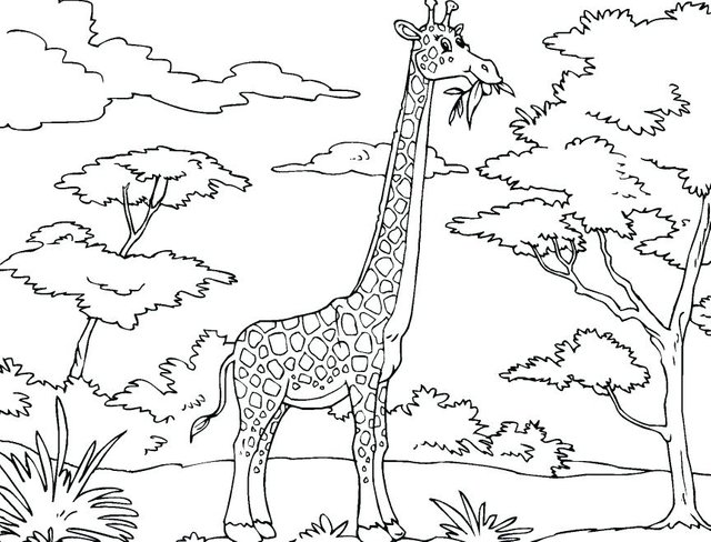 Animal 34 giraffe.jpg
