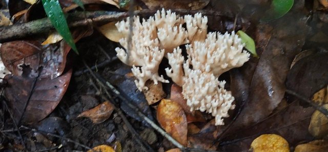 Sri padmagiri yogasramaya bio diversity mushrooms.jpg