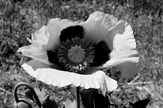 RD-X027-Poppy.jpg