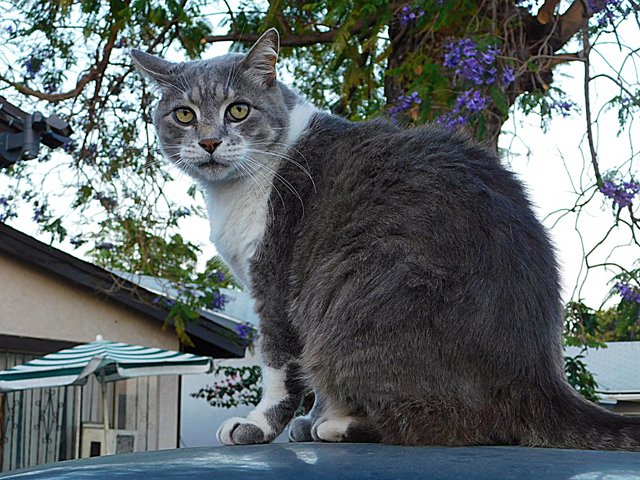 dailypetphotography, monster, pet, adsactly, jeronimo rubio, all rights reserved 2018, life, love, pets (421).JPG