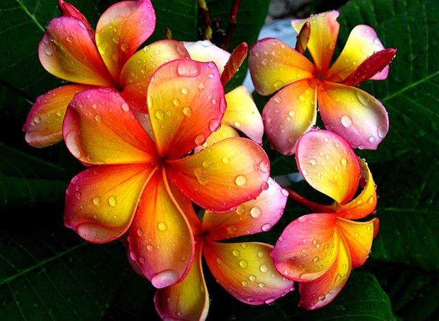 plumeria-bunch.jpg