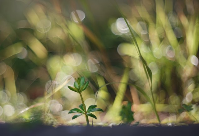 weed bokeh bubbles.jpg