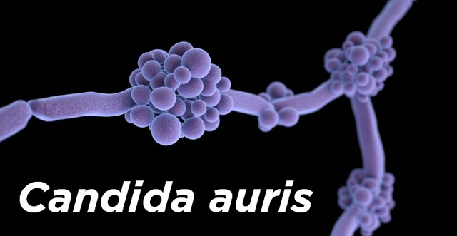 Candida_auris.png