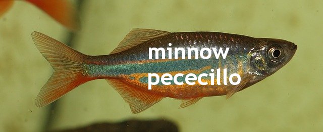 Minnow.jpg