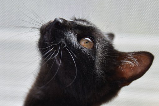 gato negro 1.jpg