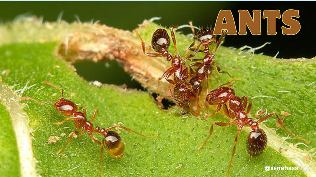 Ants.png