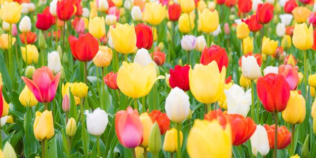 close-up-of-tulips-blooming-in-field-royalty-free-image-1584131603.jpg