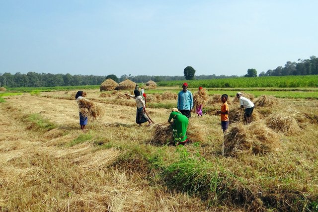 paddy-harvest-207964_1280.jpg