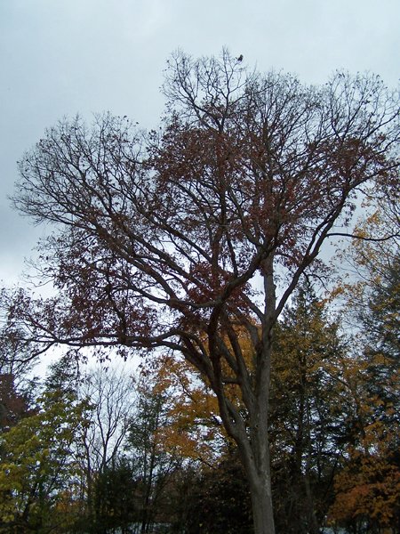 Signature oak - plenty of leaves crop October 2019.jpg