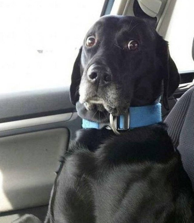 dog-scared-from-woman-driving-funny-picture.jpg
