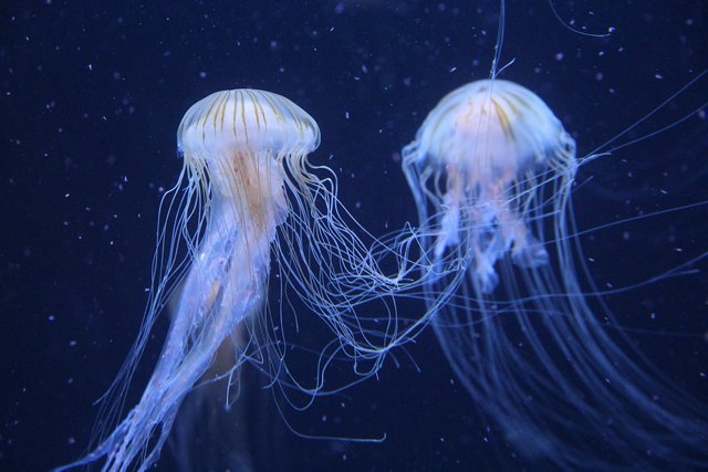 jellyfish-2427426_1280.jpg