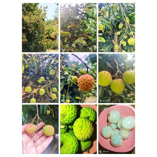 PhotoCollage_1748076235246.jpg
