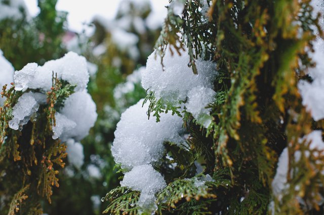 Snow and ice on the bush branches.JPG