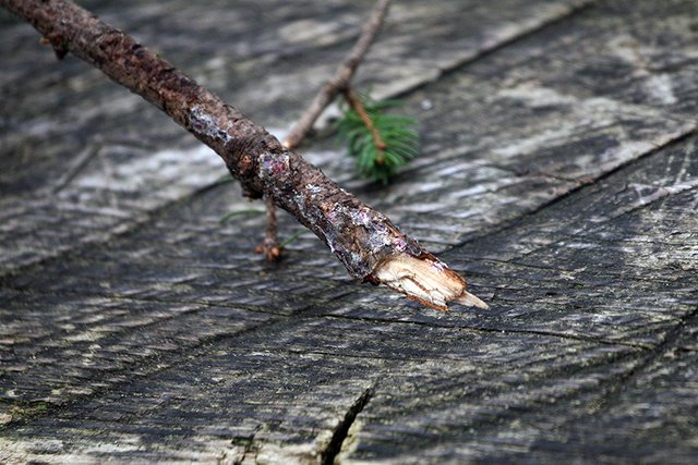 Woodland_Details_002_s.jpg