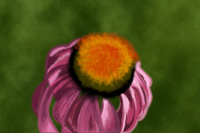 Cone Flower.jpg