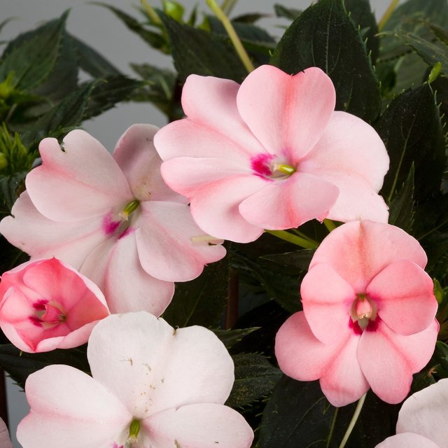 SunPatiens Blush Pink - 5 Large Plug Plants - Copy.jpg