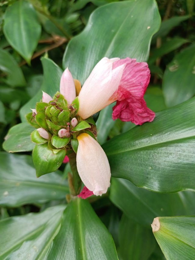 10 Costus phyllocephalus 1.jpg