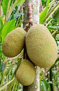 Jackfruit hanging.jpg