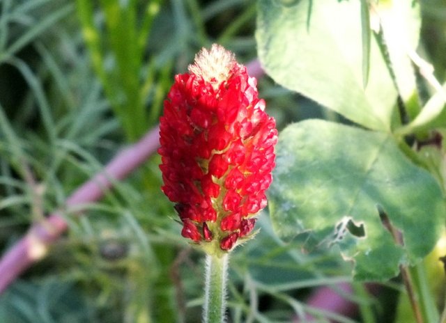 CT0279-RedClover.jpg