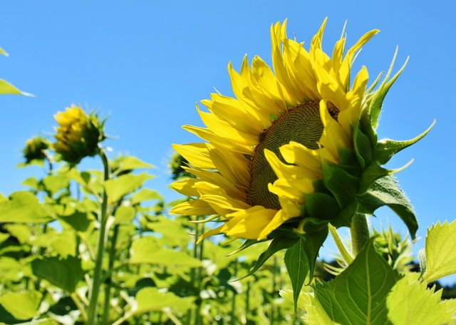 sunflower-3514915_1280.jpg