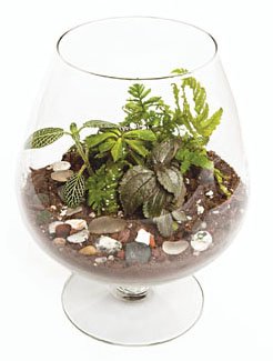 open-terrarium-in-a-glass.jpg