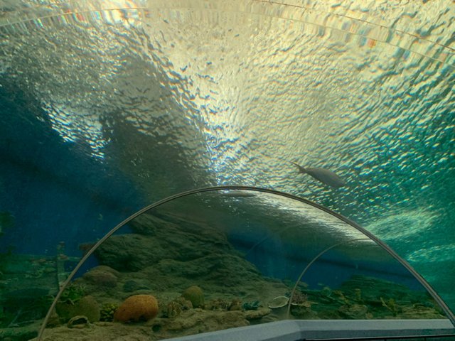 Underwater World25.jpg