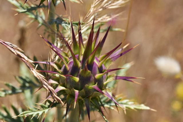 thistle big bud 2.jpg