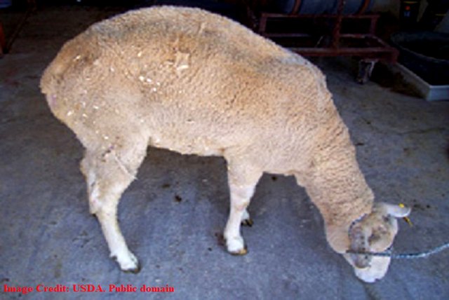 Sheep scrapie2 US Department of Agricul public.jpg